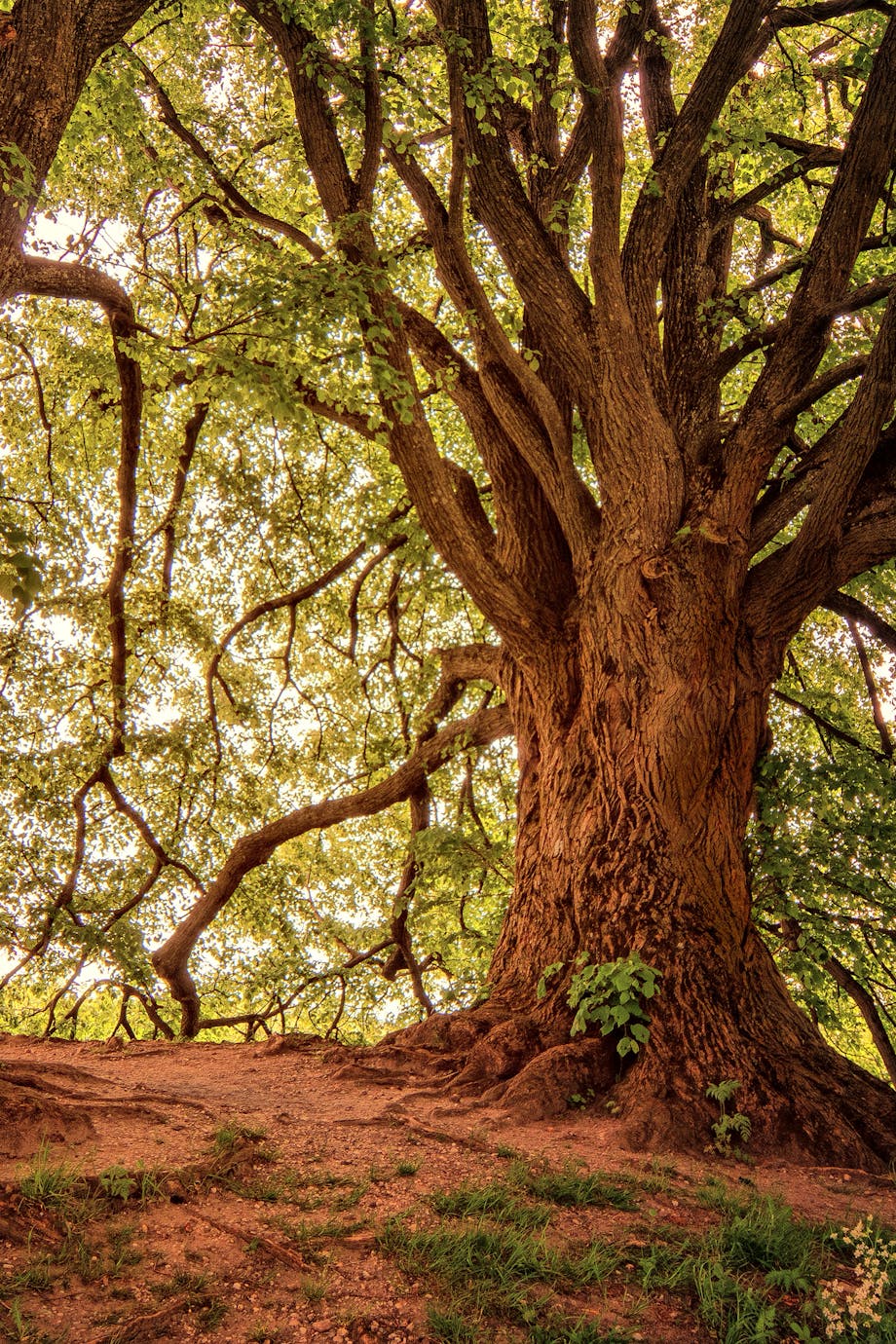 pexels-photo-1125778